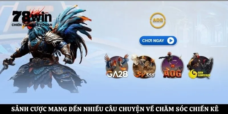 Sảnh cược mang đến nhiều câu chuyện về chăm sóc chiến kê